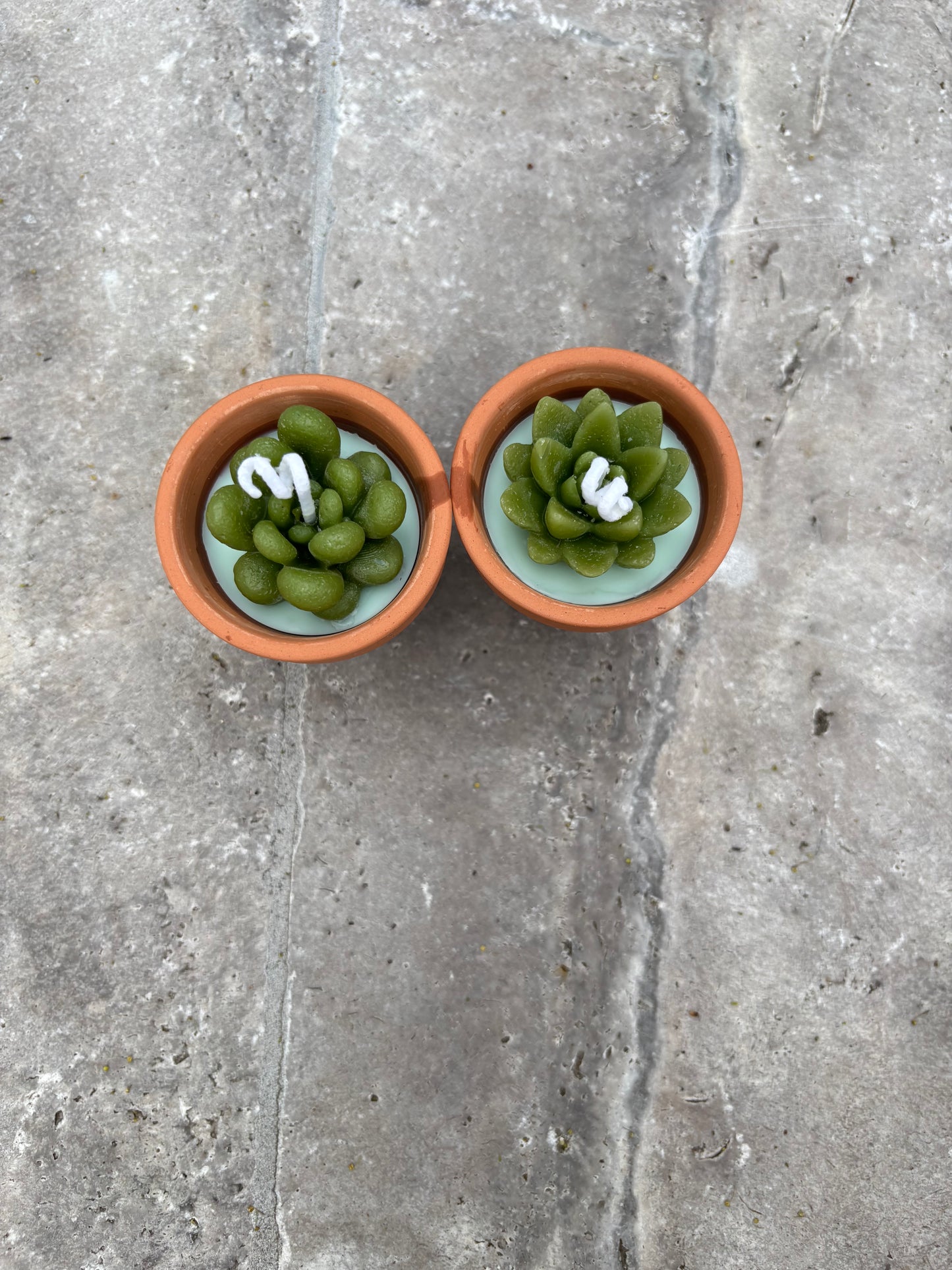 2.5oz Terracotta Citronella Succulent Candle