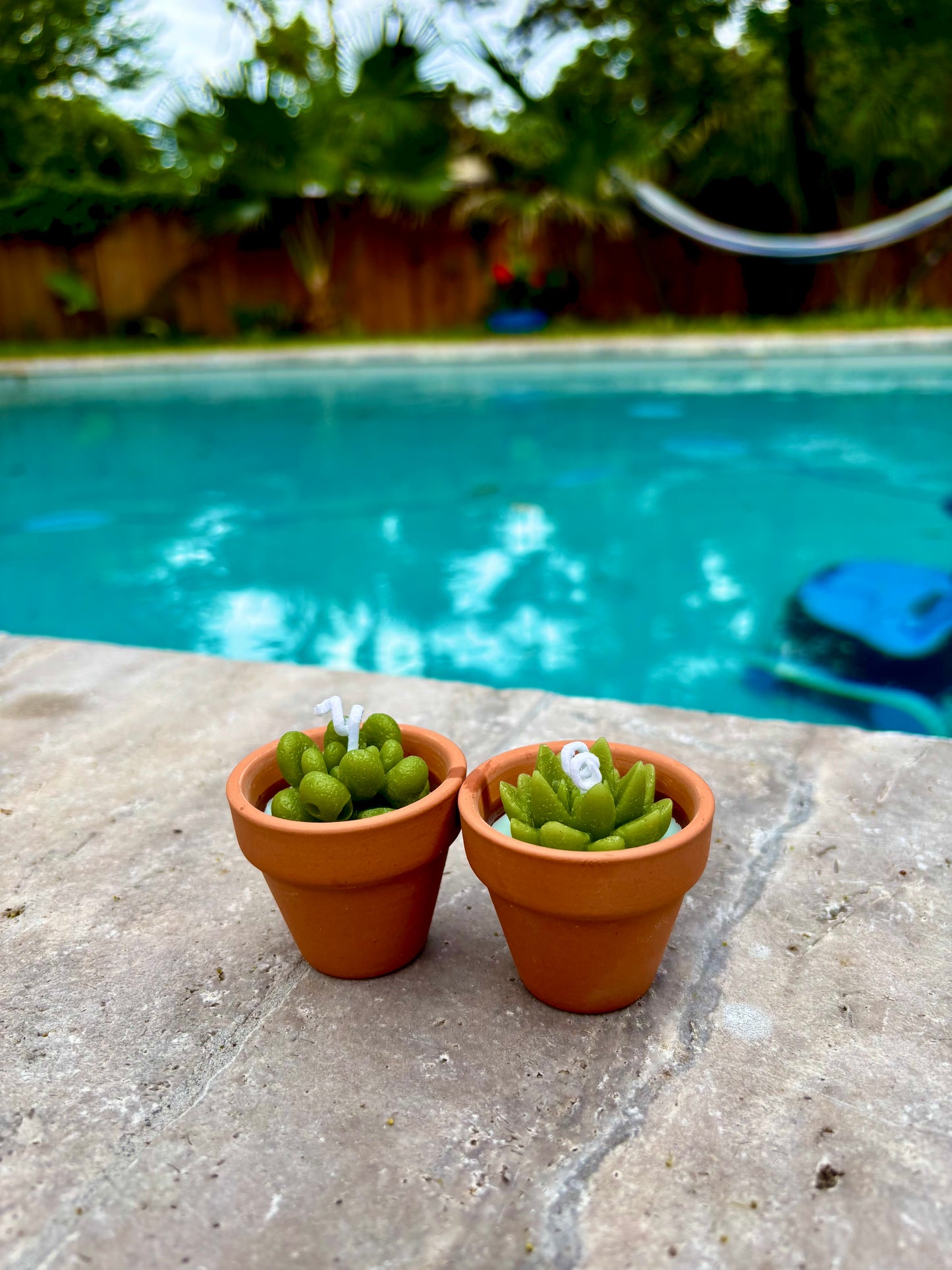 2.5oz Terracotta Citronella Succulent Candle