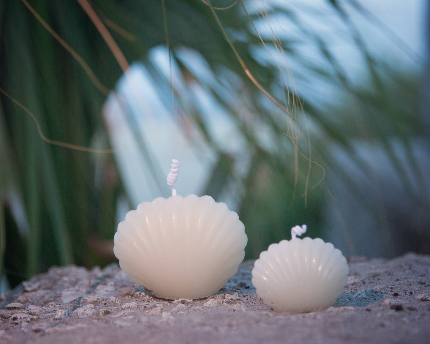 Sea Shell Beeswax Candle