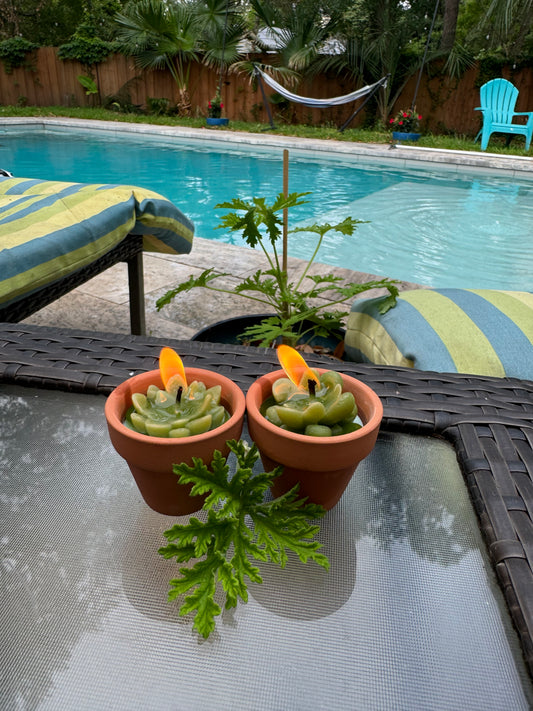1.5oz Terracotta Citronella Succulent Candle